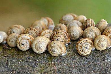 传闻：《漫威复仇者联盟》不会推出4.0更新